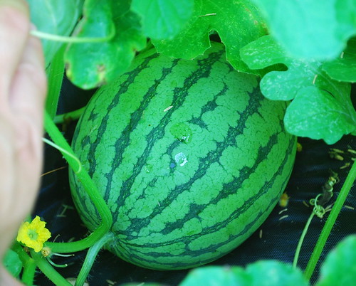 Thai Watermelon