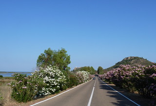 Sardegna - Colostrai oleander road (Muravera)
