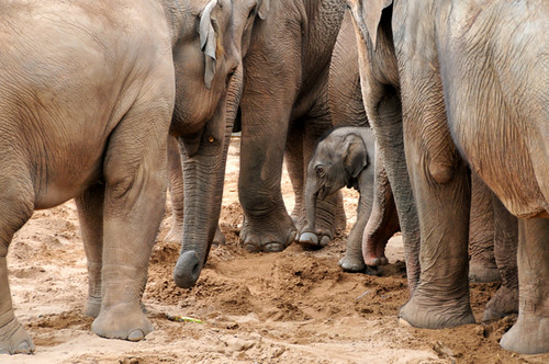New Baby Elephant Chester Zoo