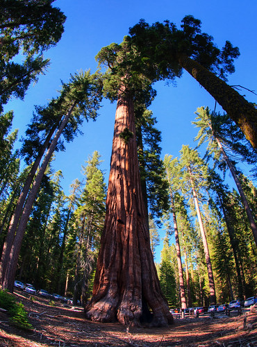 Sequoia National Park 07