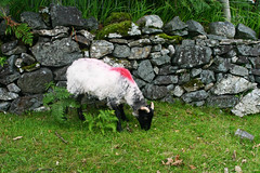 Connemara Sheep