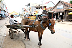 Horse as heavy duty vehicle, Neak Luoeng, Cambodia