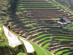Rice terraces around Sapa