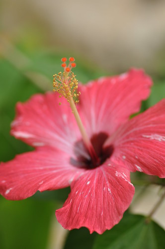 Hibiscus by Marufish, on Flickr
