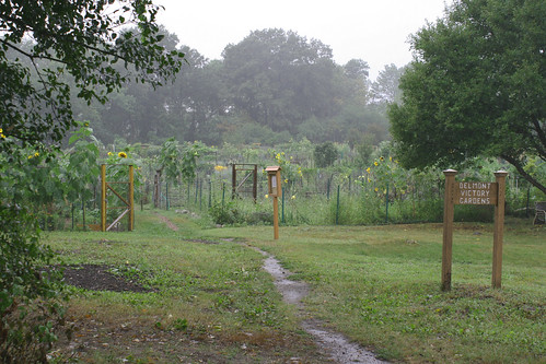 wet gardens 1