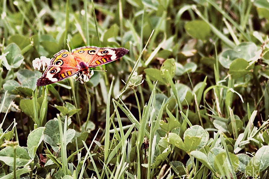 Ashley Sisk: Butterfly