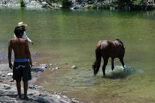 Country brown horse drinking from a river, hot weather, a swimming hole at Cristobal de la Barranca, Jalisco, Mexico by Wonderlane