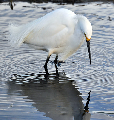 Snowy Egret 6 (Contemplating his own reflection)