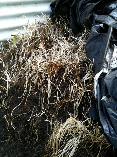 bindweed roots in the junk heap