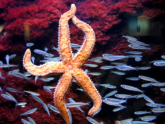 Starfish and Fishes - Aquarium Donostia-San Sebastian, Spain by Batikart