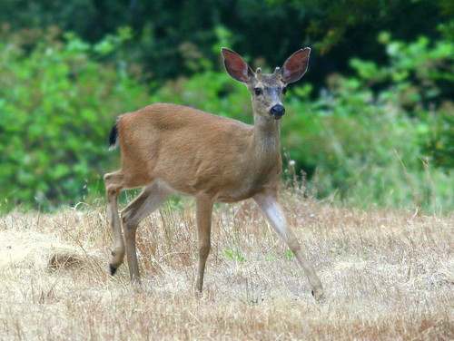 Young buck 2-20100625