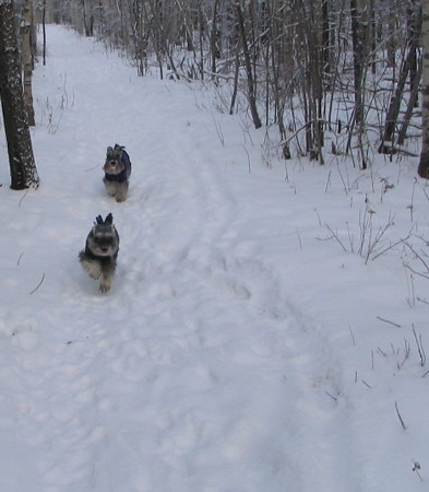 The Os on a romp ... they love winter