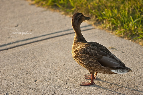 quack! day 187 (15)
