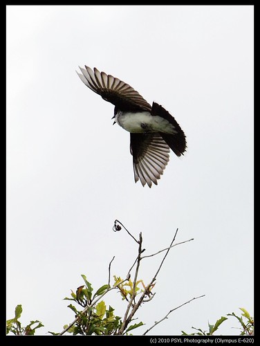 Eastern Kingbird (Tyranus tyranus)