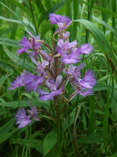 Wild Orchid - purple fringe orchid?