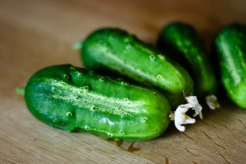 These cukes were born for pickling