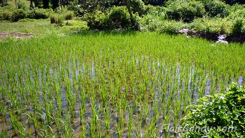Rice Crops - Pagudpod