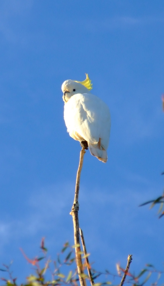 upset cockatoo