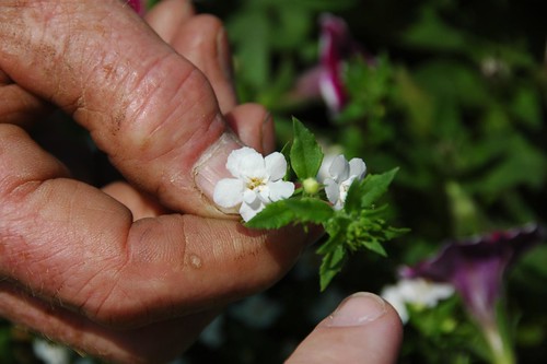 Stan Swisher holds Bacopa 'Double White'
