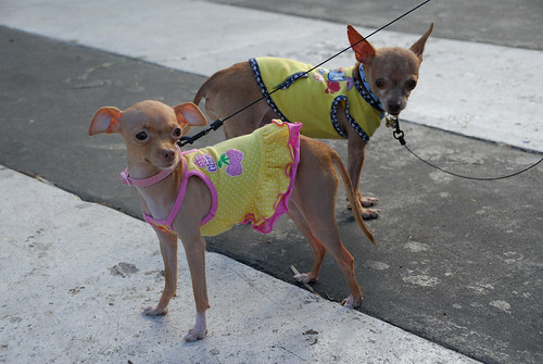 Coquetería canina en Miami