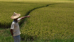 田寮洋的稻田。攝影：大暴龍。