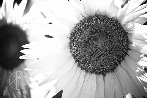 Sunflower by Justin Korn