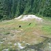 Bears on Blackcomb Mountain