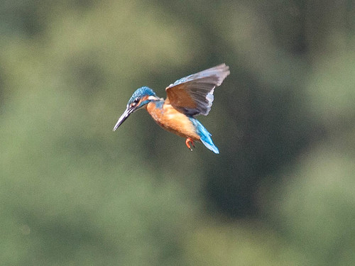 Day 222 - Kingfisher Day