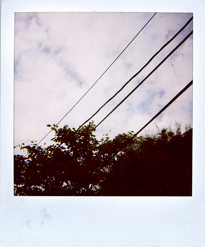 Sky, Tree, and Telephone Polaroid