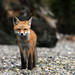 Beach Fox