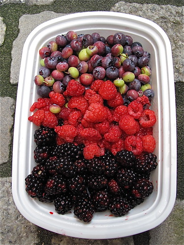 Pick Your Own Berries at Riedenholzhof, Zürich, Switzerland