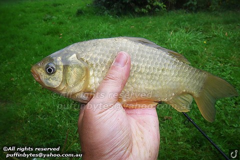 Brown Goldfish - Carassius auratus