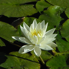 A lotus blossom at the Chinese Garden