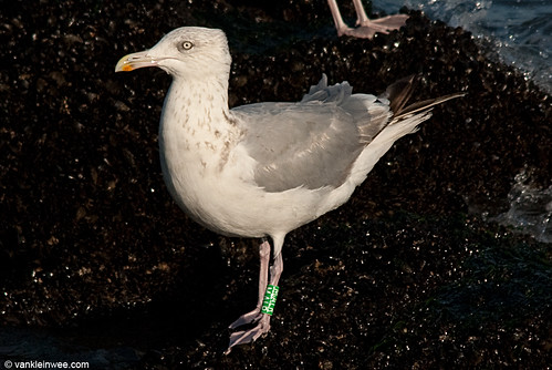 European Herring Gull, 4cy, G[M.ALR]