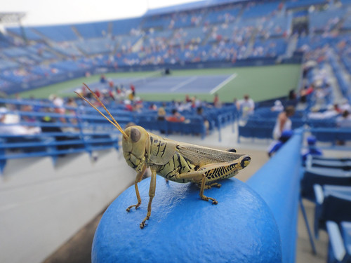 Grasshopper at the ATP in Cincinnati