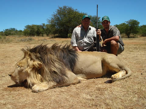 Lion hunt large (19)