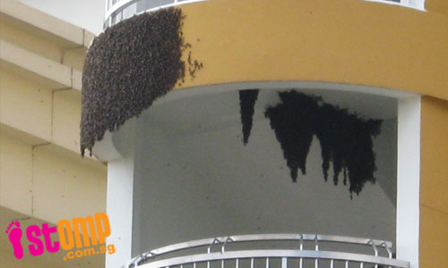 So scary! Look at the size of this swarm of bees at Hougang block