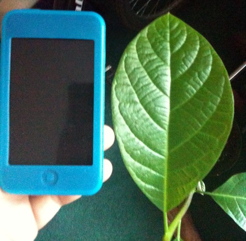 Avocado leaf next to iPod Touch