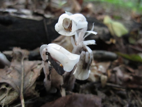 Indian Ghost Pipe
