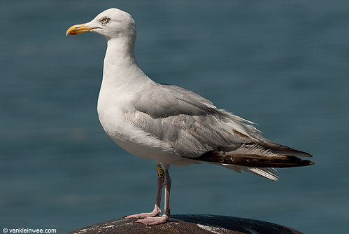 European Herring Gull, 4cy, Y[5W]