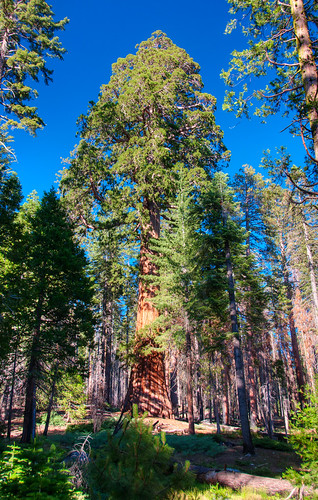 Sequoia National Park 16