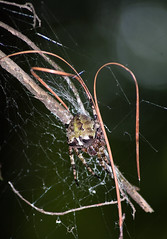Giant Lichen Orbweaver spider (Araneus bicentenarius)