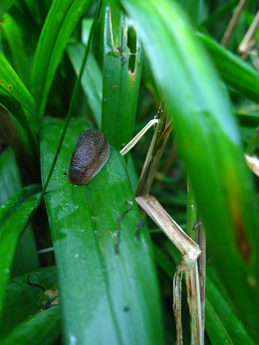 Morning slug