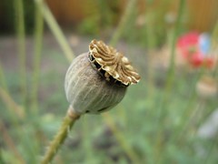 Poppy Seedpod