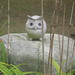 2010.217 . Owl