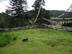 Ringa temple, Yunnan