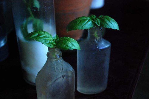 Rooting Basil in antique bottles