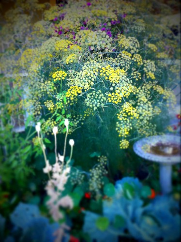 Do you think we'll have any fennel this year?