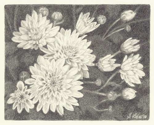 Chrysanthemums, graphite
