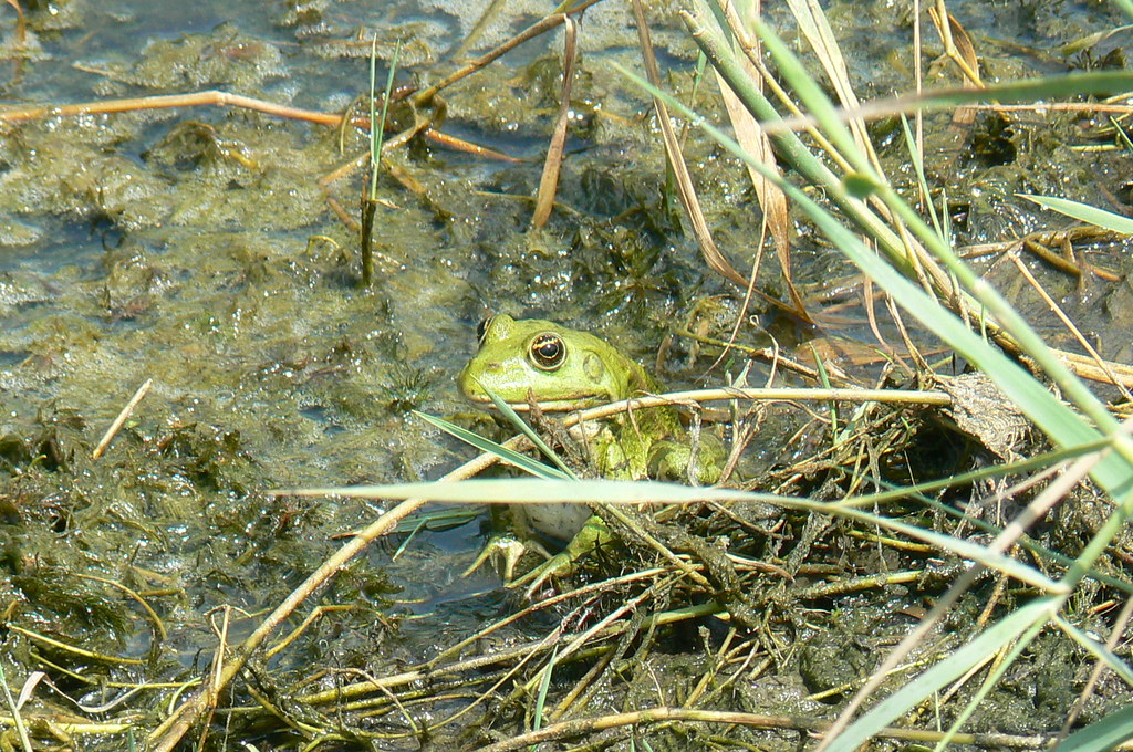Camouflage: green frog